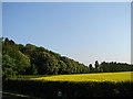 Tree-Lined Route to Meer Hill