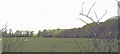 Grazing sheep in a field at the edge of Coed Henblas wood