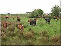 G8802 : Cows of assorted colours at Knocknacarrow by Oliver Dixon