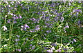 Native bluebells, Ysgeibion