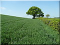 Cereal field in the Mule valley