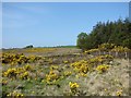 Gorse by the Lee Burn