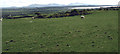 View south from Capel Mawr across sheep pastures