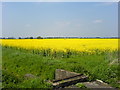 Oilseed Rape