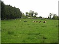 G8904 : Contented cows at Cootehall by Oliver Dixon