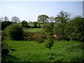 Rough pasture along Syd Brook, Eccleston