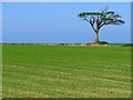 Field and tree near Bangor