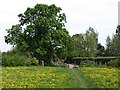 Grassland, Netherclay Community Woodland