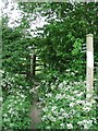 Overgrown footbridge