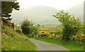 The Planting Road near Bryansford (2)