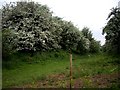 May blossom on rough ground near Moore