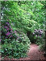 TG4800 : Rhododendron-lined path by Evelyn Simak
