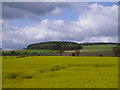 Field of rape near historic ground