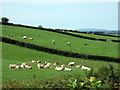 Dairy cows at Blaengwyddon