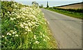 The Ballycastle Road near Greyabbey