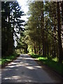 Road through Greenhill Wood