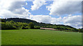 Wooded hillside at Walton