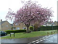 Cherry Tree at Stoodham