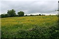 Buttercup meadow