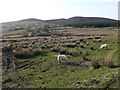 Rough mountain grazing