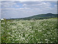 Hedgerow of Cow Parsley