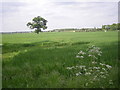 Tree in a field