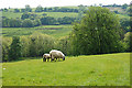 Field above the Nant y Blaenau