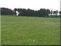 Pasture and woodland at Nether Hangingshaw