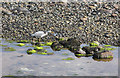 Heron on Arran shore