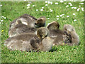 Greylag goslings