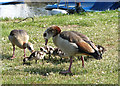 Egyptian geese (Alopochen aegyptiacus)