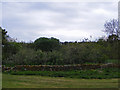 Apple Orchard at Milltown of Evelix