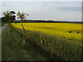 Colourful oilseed rape field