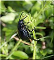 SX9051 : Beetle near Coleton Barton Farm by Derek Harper