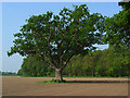 Farmland and oak, Binfield