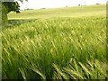 SU5076 : Barley, Bothampstead by Andrew Smith