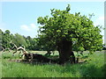 Tree near Blackthorpe Farm