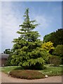 Tree, The Argory Garden