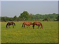 Horses, Holyport