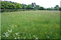 Meadow near Moss Wood