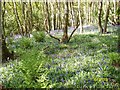 Darroch Wood bluebells