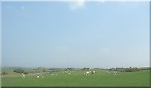 SH3776 : Sheep grazing on undulating land near Cerrig-y-Cathod by Eric Jones