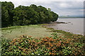 Saltmill Creek meets the Tamar Estuary