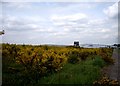 Gorse growing on Industrial Estate,Kirkby