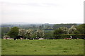 Cows nr Nash Farm