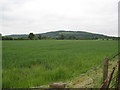 Wheatfield near Smith End Green