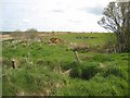 Field at Cowbog