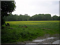 A field of Oilseed Rape