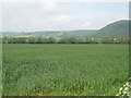 Combe - Last field in England 2008