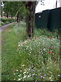 TQ3482 : Meadow flowers in Allen Gardens by Natasha Ceridwen de Chroustchoff